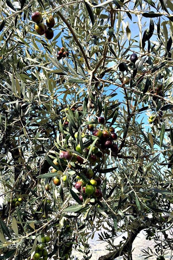 Olives on tree branch in Cortona, Italy 